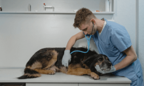 Doctor treating dog