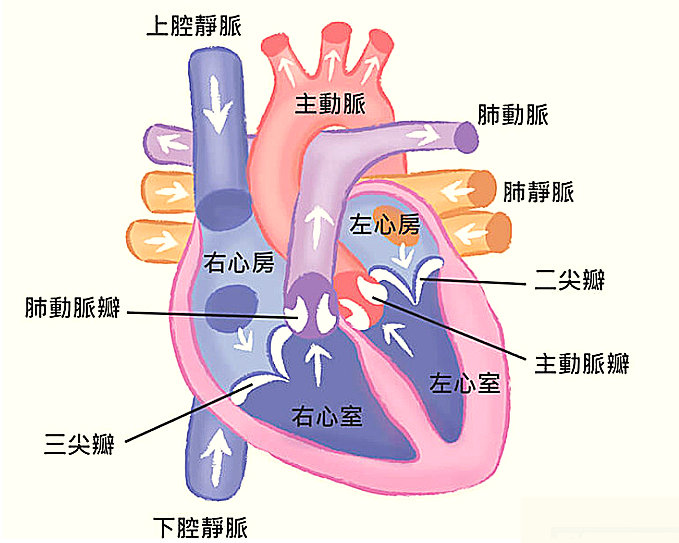 Heart internal structure