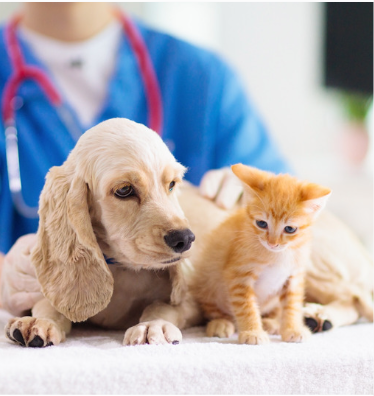 Cat dog image