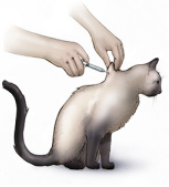 Giving insulin to cat