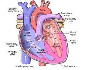 Heart internal structure