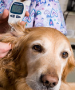Monitoring insulin