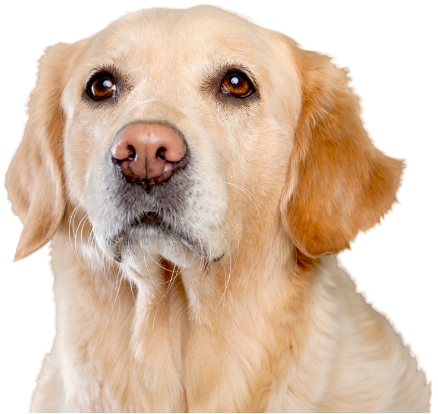 cancer_dog-PhotoRoom.png-PhotoRoom