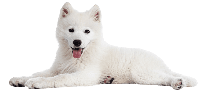 dog+cat