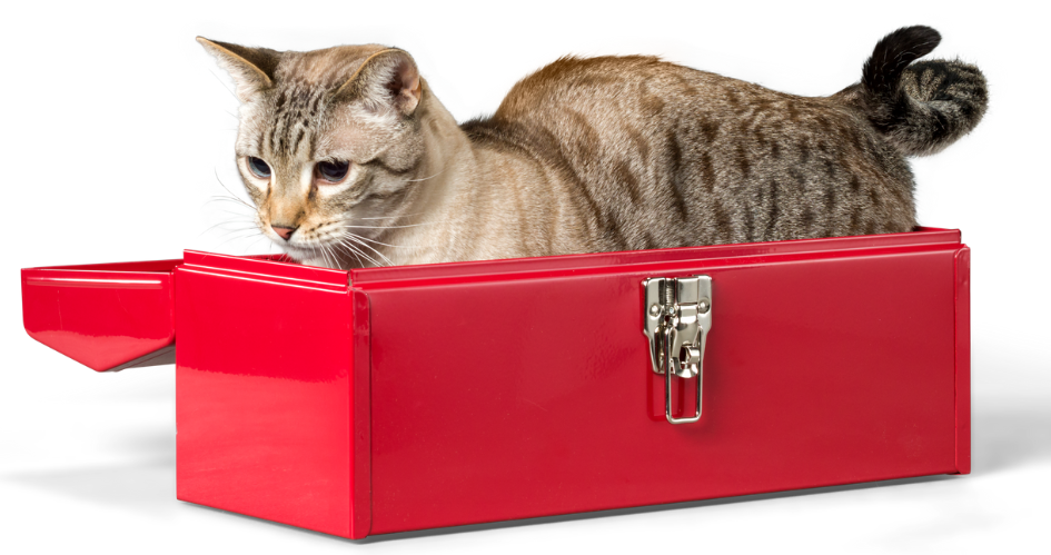 cat_artticle