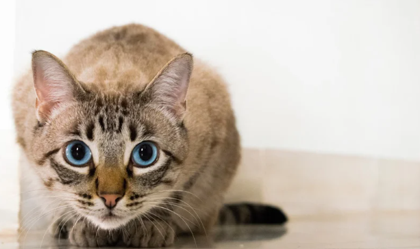cat_two