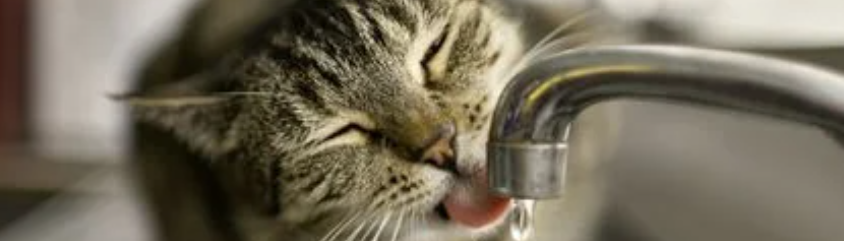 flutd_banner