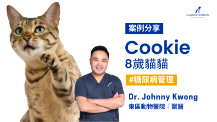 糖尿病貓 Cookie 的治療與日常照顧