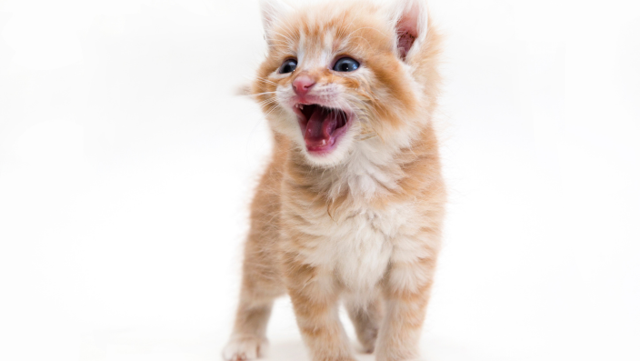 小貓Momo的成長餐單｜飲食分齡全攻略