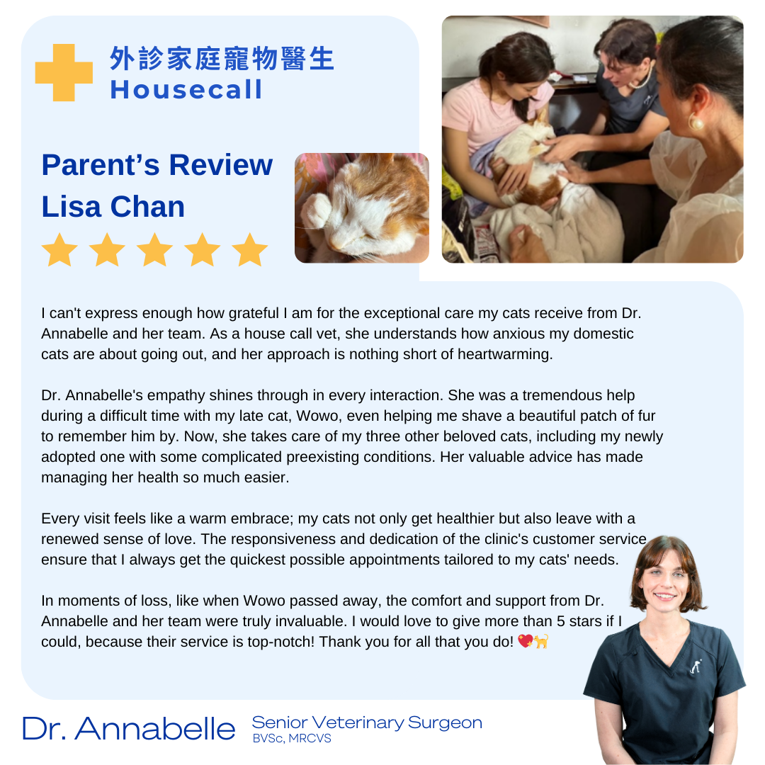 annabelle-testomonial-7