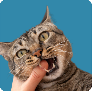 blog-4