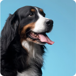 signs_your_pet_need_hospitalization