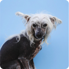 how_often_senior_pets_be_screened