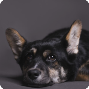 signs_your_dog_has_allergies