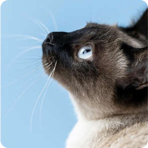 signs_your_pet_need_renal_check