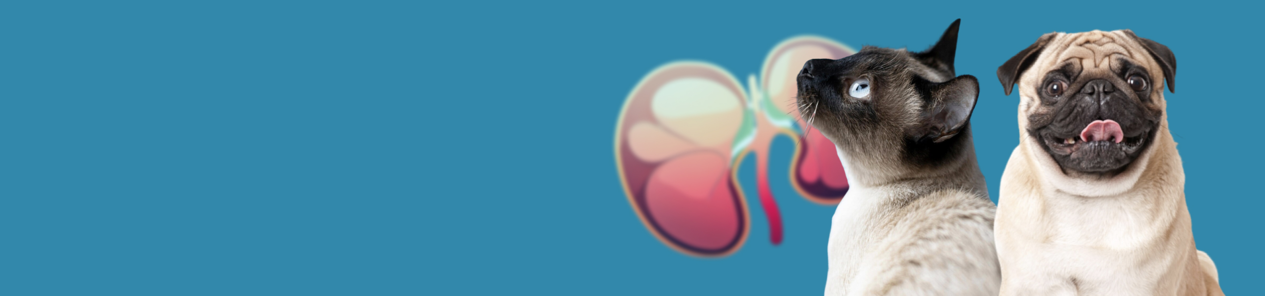 blog_desktop_dental