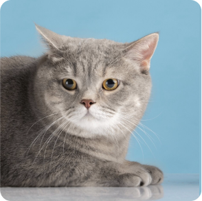 what_to_expect_after_pet_spay_surgery