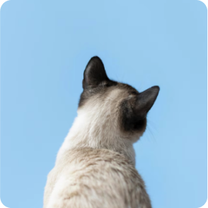 surgery_vs_cryotherapy